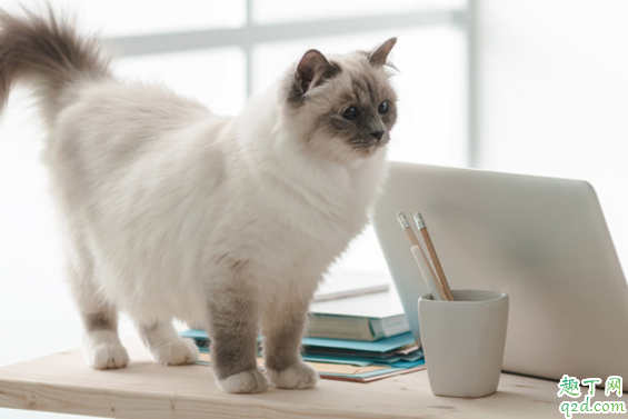 猫砂要不要定期更换 猫砂一般多久更换一次