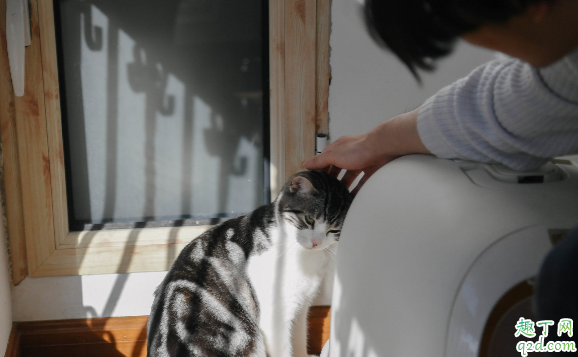 小猫总吃猫砂是咋回事 猫咪吃猫砂怎么纠正