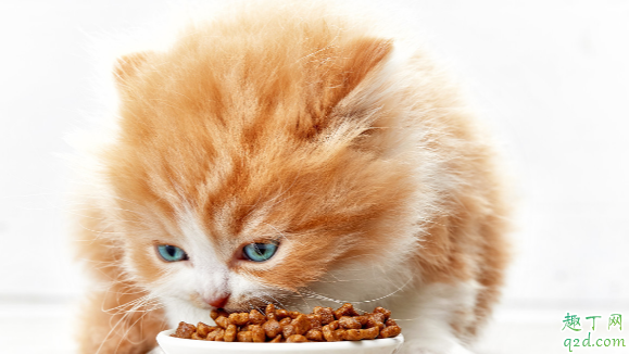 小猫总吃猫砂是咋回事 猫咪吃猫砂怎么纠正