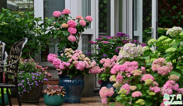 猫砂能不能用来养花 怎么用猫砂才最节省