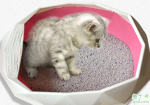 带香味的猫砂有除臭效果吗 小猫不爱用香味猫砂怎么办