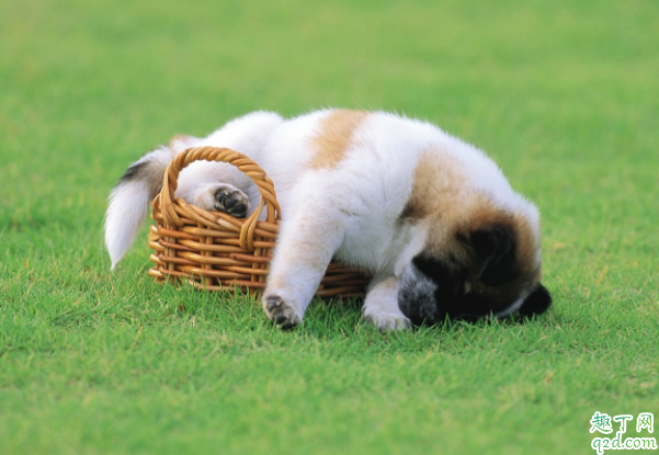 怎么清除狗狗的蜱虫 狗狗身上的蜱虫可以直接拔么