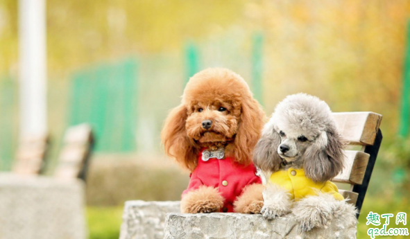 怎么清除狗狗的蜱虫 狗狗身上的蜱虫可以直接拔么