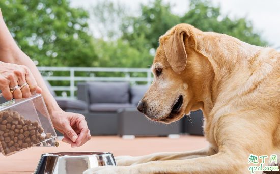 幼犬能吃干狗粮吗 小狗狗粮要泡到几个月