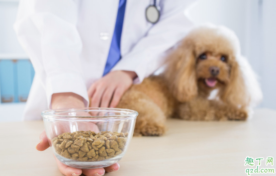 幼犬能吃干狗粮吗 小狗狗粮要泡到几个月