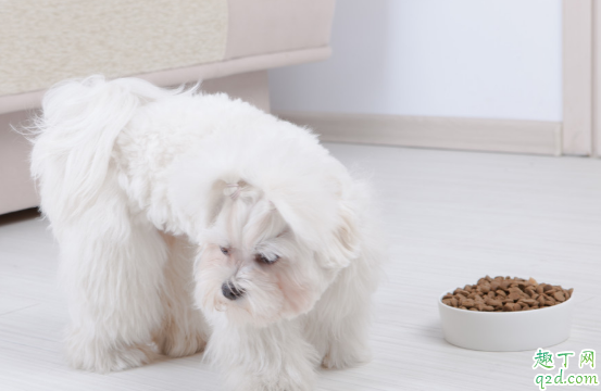 幼犬能吃干狗粮吗 小狗狗粮要泡到几个月