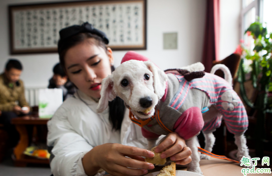 狗狗不吃狗粮是病了吗 狗狗不吃狗粮怎么纠正好