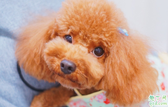 狗狗不吃狗粮是病了吗 狗狗不吃狗粮怎么纠正好