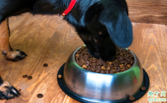 狗狗不吃狗粮是病了吗 狗狗不吃狗粮怎么纠正好