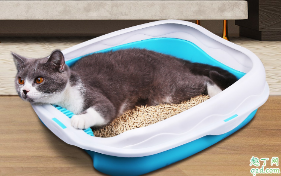 猫砂盆选什么样子的好 猫砂盆使用时需注意哪些事项
