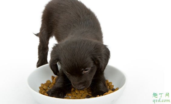 狗粮含盐吗 新狗粮狗狗不吃挑出来怎么办