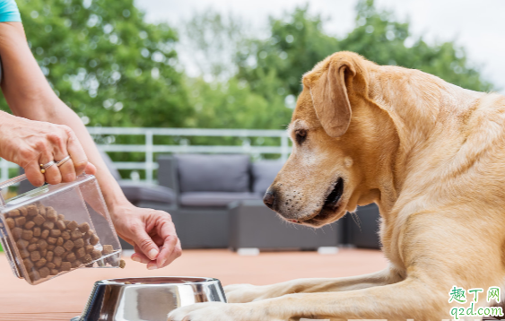 狗粮含盐吗 新狗粮狗狗不吃挑出来怎么办