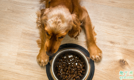 狗粮含盐吗 新狗粮狗狗不吃挑出来怎么办