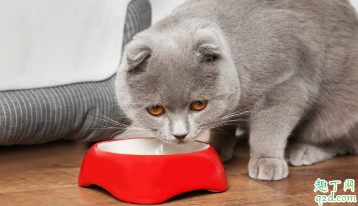 猫罐头能给幼猫吃吗 猫咪什么时候能吃猫罐头