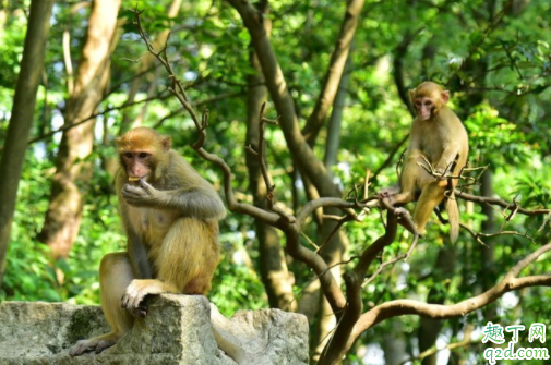 黔灵山公园猴子在哪里 黔灵山公园有熊猫吗
