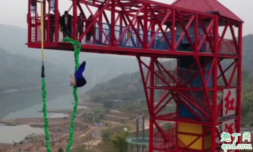 景区让猪蹦极怎么回事 为什么景区让猪蹦极