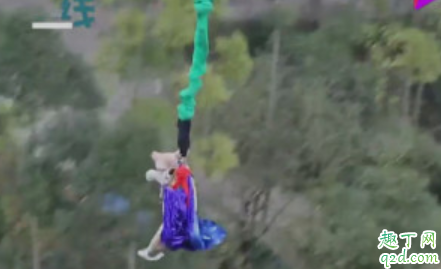 景区让猪蹦极怎么回事 为什么景区让猪蹦极