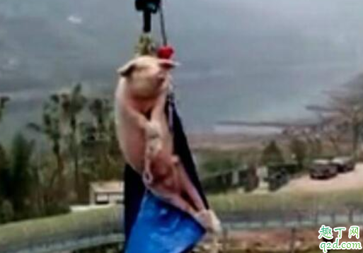 景区让猪蹦极怎么回事 为什么景区让猪蹦极