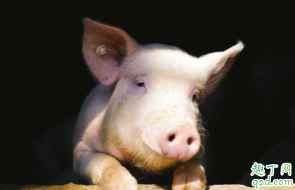 景区让猪蹦极怎么回事 为什么景区让猪蹦极