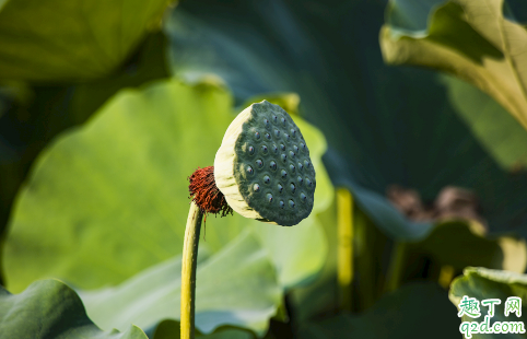孕中期可以吃新鲜莲蓬吗 孕妇吃莲蓬哪些是要注意的