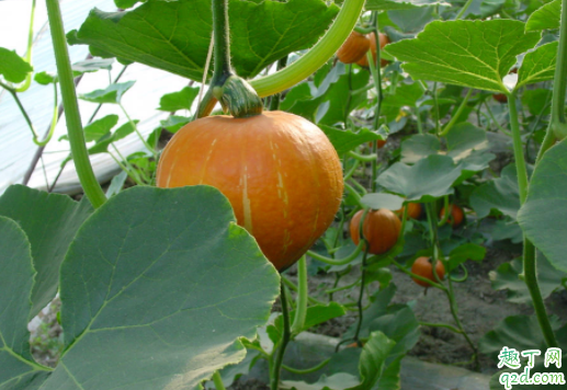 宝宝吃南瓜变黄皮宝宝能好吗 南瓜吃多了为什么会变黄