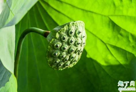 怀孕多吃新鲜莲蓬好吗 莲蓬怀孕几个月可以吃