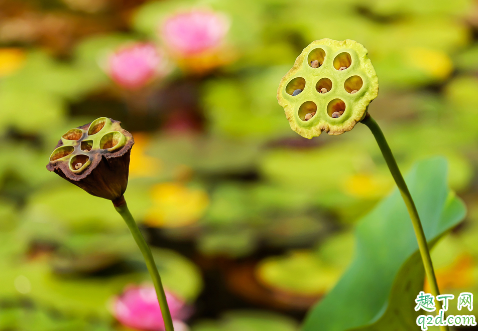 怀孕多吃新鲜莲蓬好吗 莲蓬怀孕几个月可以吃