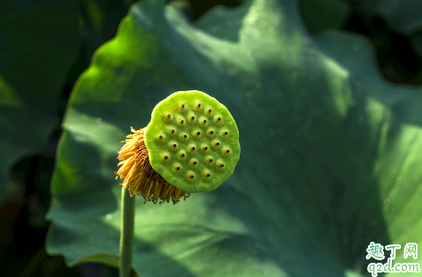 怀孕多吃新鲜莲蓬好吗 莲蓬怀孕几个月可以吃