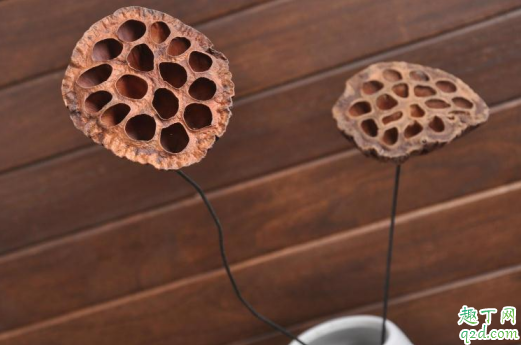 家里摆干莲蓬好吗 家里放干莲蓬有什么禁忌