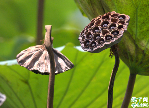 家里摆干莲蓬好吗 家里放干莲蓬有什么禁忌