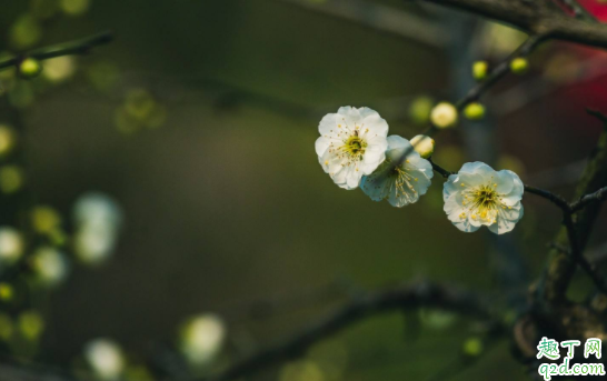 2021年几点几分惊蛰 2021年惊蛰适合结婚吗