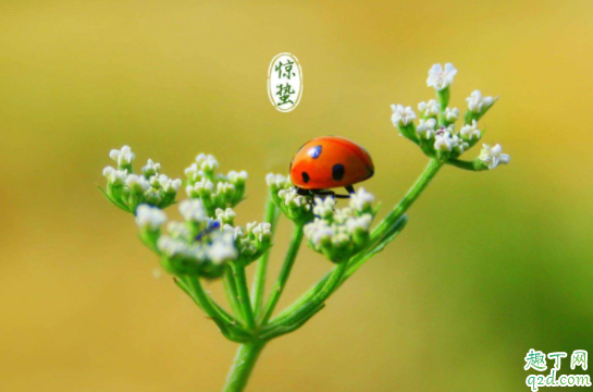 2021年几点几分惊蛰 2021年惊蛰适合结婚吗