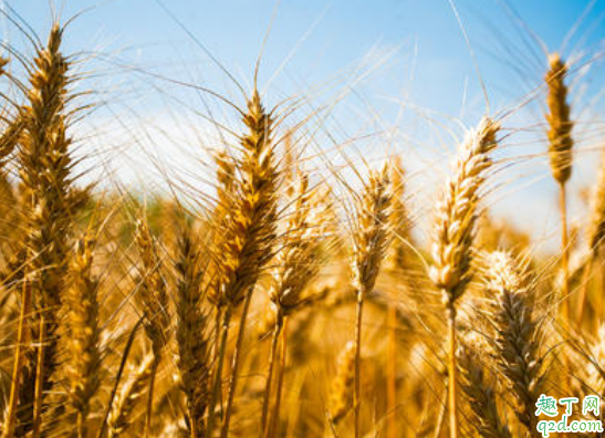 2021年小满是几月几号 2021年什么时候小满几点几分