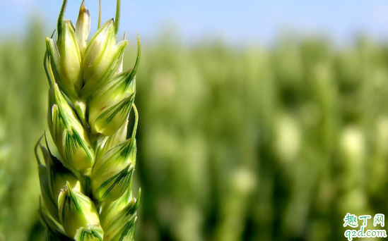 2021年小满是几月几号 2021年什么时候小满几点几分