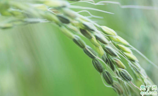 2021年小满是几月几号 2021年什么时候小满几点几分