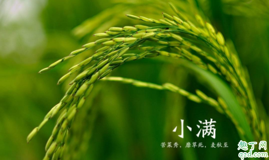 2021年小满是几月几号 2021年什么时候小满几点几分