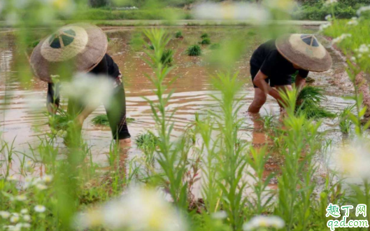 2021芒种是农历几月几日 2021年芒种后九天是什么时候