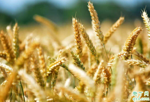 2021芒种适合结婚吗 2021年6月6日适合结婚么