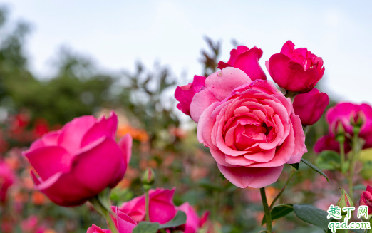 月季花适宜盆栽吗 盆栽月季花需要每年换盆换土吗