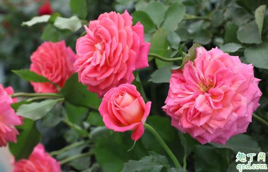 月季花适宜盆栽吗 盆栽月季花需要每年换盆换土吗