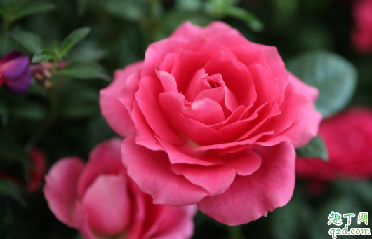 为啥月季花老是被虫咬 月季花老是被虫咬怎么办