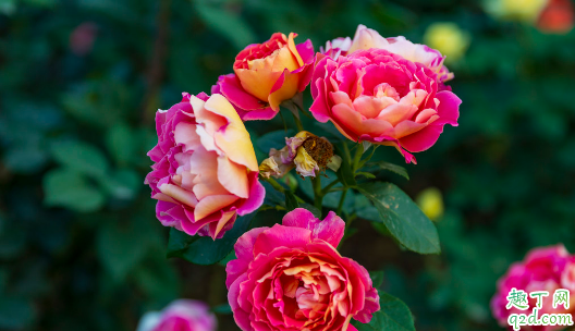 为啥月季花老是被虫咬 月季花老是被虫咬怎么办