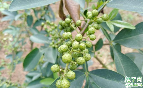 花椒立冬前发芽怎么办 花椒可以大面积种植吗