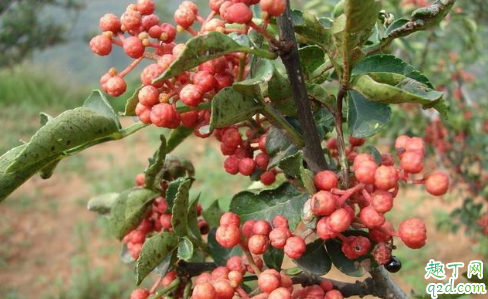 花椒立冬前发芽怎么办 花椒可以大面积种植吗