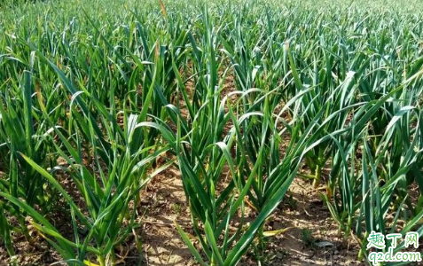 大蒜出土叶片发黄是病害还是肥料不足 大蒜出齐苗后能盖一层草木灰吗