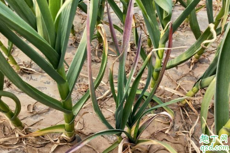 大蒜出土叶片发黄是病害还是肥料不足 大蒜出齐苗后能盖一层草木灰吗