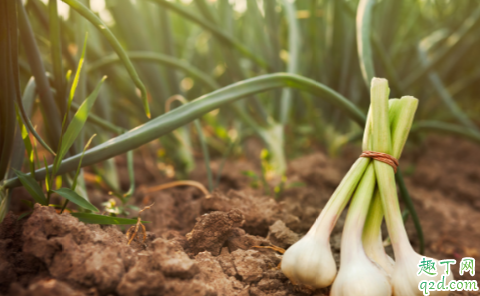 大蒜出土叶片发黄是病害还是肥料不足 大蒜出齐苗后能盖一层草木灰吗