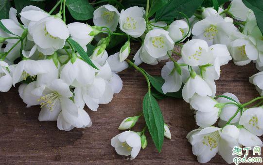 伏天能给茉莉花换土吗 茉莉花什么时候换土成活率高