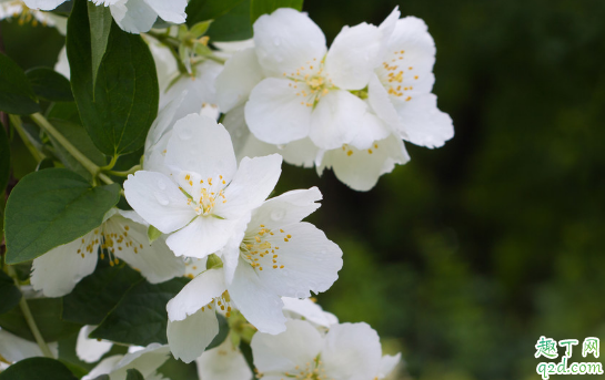 伏天能给茉莉花换土吗 茉莉花什么时候换土成活率高