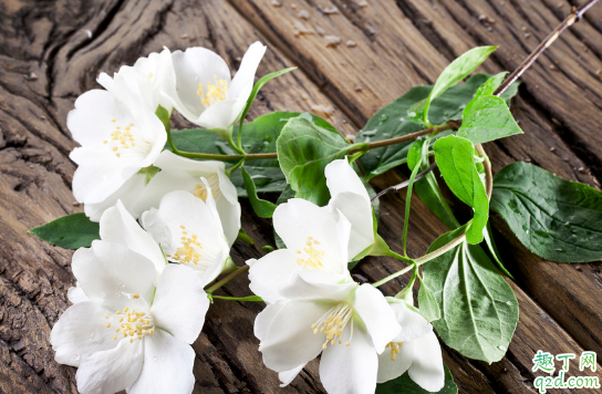 伏天能给茉莉花换土吗 茉莉花什么时候换土成活率高